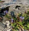 Kreuzenzian - Gentiana cruciata
