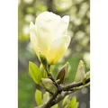 Magnolia Gelbe Magnolie Yellow Joy 80-100 cm