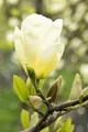 Pflanzen für Dich Gehölze Magnolia 'Yellow Joy', 1 St., Magnolie