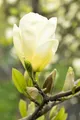 Magnolia 'Yellow Joy', Magnolie, gelb blühend, 80–100 cm