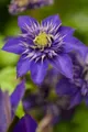 Pflanzen für Dich Kletterpflanze Clematis Hybride The President, 1 St., Waldrebe, violettblühend, kletterpflanze