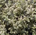 Rundblättrige Minze - Mentha rotundifolia
