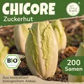Little Plants BIO Chicoree Samen 200 Chicoreesamen Zuckerhut Zichorie Gemüsesamen Gemüsesaatgut Samenfest für Gemüsegarten, Hochbeet, Küche, Balkon und Garten
