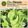 Chicoree Samen (BIO) - 200 Samen Gemüsesamen Chicoreesamen Zuckerhut
