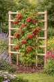 Himbeere Rubus idaeus ‘Ottawa’ 60–70 cm – Herbst-Himbeere im Topf, winterhart, aromatische Früchte, ertragreich, ideal für Garten & Balkon