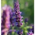 Duftnessel Purple Haze - Agastache foeniculum