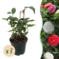 GreenboutiQ - Sträucher - Camelia japonica Tricolour - Blüte Rosa, Weiß und Rot - 3 Pflanzen - 1 m2 - Immergrün - Topf 15cm Höhe 30cm