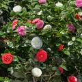 Kamelie - Camellia japonica Tricolour - Strauch - Winterharte - Blüte Rosa,