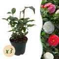 GreenboutiQ - Sträucher - Camelia japonica Tricolour - Blüte Rosa, Weiß und Rot
