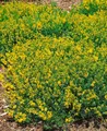 Pflanzen für Dich Gehölze Genista tinctoria Plena, 1 St., Färber-Ginster, Färberginster
