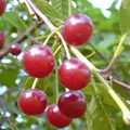 Sauerkirschenbaum Annabell reichtragreiche Sorte Buschbaum 100-120 cm 7,5 L Topf wurzelecht