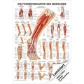 Die Fußmuskulatur Poster Anatomie 70x50 cm medizinische Lehrmittel, Laminiert