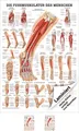 Die Fußmuskulatur Poster Anatomie 70x50 cm medizinische Lehrmittel