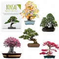 Bonsai Samen mit hoher Keimrate -  5er Set inkl. GRATIS eBook