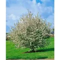Malus Sylvestris Wildapfel 60–100 cm