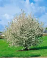 Malus sylvestris 60–100 cm – Winterhart, Mehrjährig, Pflegeleicht – Europäischer Wildapfel – Heckenpflanze für Garten & Wildhecke