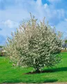 Pflanzen für Dich Gehölze Malus sylvestris, 1 St., Holzapfel, Wildapfelbaum