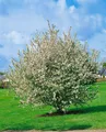 Malus sylvestris, Wildapfel, 60–100 cm