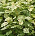 Perlenschnur Knöterich Painters Palette - Persicaria filiformis