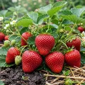 Erdbeer Lambada - 20 frigo  Pflanzen - gekühlte schnellwachsende Erdbeerpflanzen aus Holland - Stauden Mehrjährig Winterhart - selbstfruchtend Fragaria x ananassa (kein Samen)