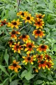 Rudbeckia triloba 'Prairie Glow', gelb-orange, ca. 11x11 cm Topf
