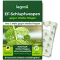 EF-Schlupfwespen gegen Weiße Fliegen