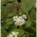 Kriechmispel Herbstfeuer 20-30cm - Cotoneaster salicifolius