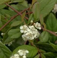 Kriechmispel Herbstfeuer 20-30cm - Cotoneaster salicifolius