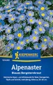 Kiepenkerl Alpenastersamen Blaues Bergsteinkraut 1014080 - Blumensamen für eine heimische Alpen- und Wildstaude mit Inhalt für 30 Pflanzen - Saatgut
