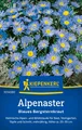 Kiepenkerl Alpenastersamen Blaues Bergsternkraut - heimische Alpen- u Wildstaude