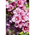 Weigela Florida Nana Variegata Weigelie Buntlaubig 100-125 cm