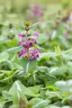 Pflanzen für Dich Staude Lamium maculatum Chequers, 1 St., Gefleckte Taubnessel, Silberblatt-Taubnessel