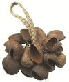TOCA TO804444 Seed Shell Shaker