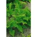 Athyrium Filix-femina Rotstiel Frauenfarn 30-40 cm