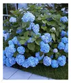 BALDUR Garten Bauern-Hortensien 'Générale Vicomtesse de Vibraye®', 1 Pflanze, Wuchs ist kompakt, Hydrangea macrophylla, winterhart, blühend, Hydrangea macrophylla
