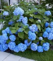 BALDUR Garten Zierstrauch Bauern-Hortensie 'Générale Vicomtesse de Vibraye®', 1 St., Ballhortensien, winterhart, mehrjährig, pflegeleicht
