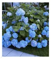 Bauern-Hortensien 'Générale Vicomtesse de Vibraye®', Hydrangea macrophylla,1 Pfl