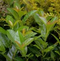 Kirschlorbeer Bonaparte 60-80cm - Prunus laurocerasus