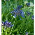 Schmucklilie Navy Blue - Agapanthus africanus