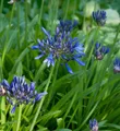 Schmucklilie Navy Blue - Agapanthus africanus