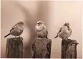 Art for the home Leinwandbild Outdoor Vogel 50x70cm, Romantisch, Strand (1 St), Leinwand für draußen- Early Birds - Sepia - 50x70cm