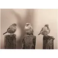 Outdoor Leinwandbilder Vogel 50x70cm - Art For The Home