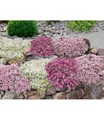 BALDUR Garten 9er Bodendecker-Set Thymian, Pflanzen im 9x9 cm-Topf, locken Bienen und Insekten an, intensiver angenehmer Duft, winterhart, trockenheitsresistent, pflegeleicht, für Beet & Naturgarten