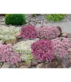Bodendecker-Set Thymian,9 Pflanzen