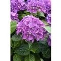 Hydrangea Macrophylla Bauernhortensie Hovaria-R- 'Hobergine' 30-40 cm