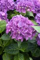 Pflanzen für Dich Gehölze Hydrangea macrophylla Hobergine, 1 St., Bauernhortensie, Gartenhortensie