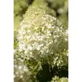 Hydrangea Paniculata Rispenhortensie Bobo 40-60 cm
