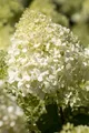 Hydrangea paniculata 'Bobo', Rispenhortensie, weiß, 40–60 cm