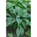 Hosta Lancifolia Red October Funkie Ca. 11x11 cm Topf