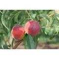 Prunus Persica Dixired Pfirsichbaum 150–200 cm Saftig-Süß